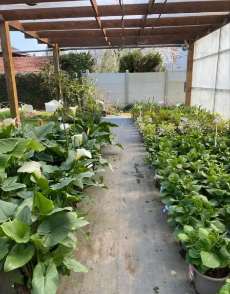 Le Jardin De Vanteaux Horticulteur Limoges Horticulteur Le Jardin De Vanteaux Horticulteur Limoges Horticulteur