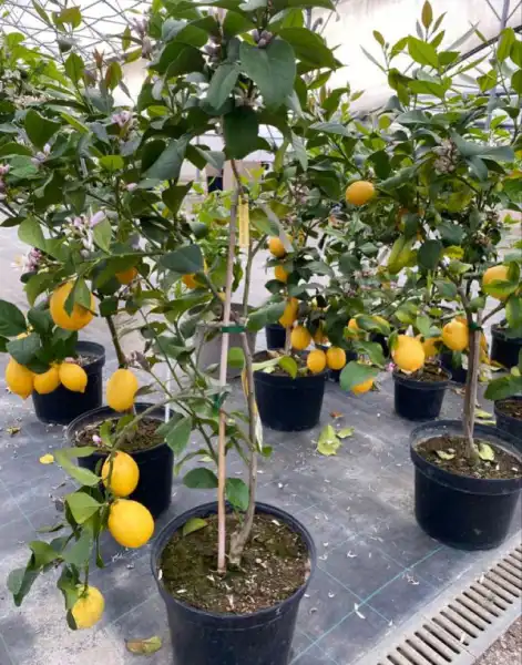 Le Jardin De Vanteaux Horticulteur Limoges Maraicher Le Jardin De Vanteaux Horticulteur Limoges Maraicher