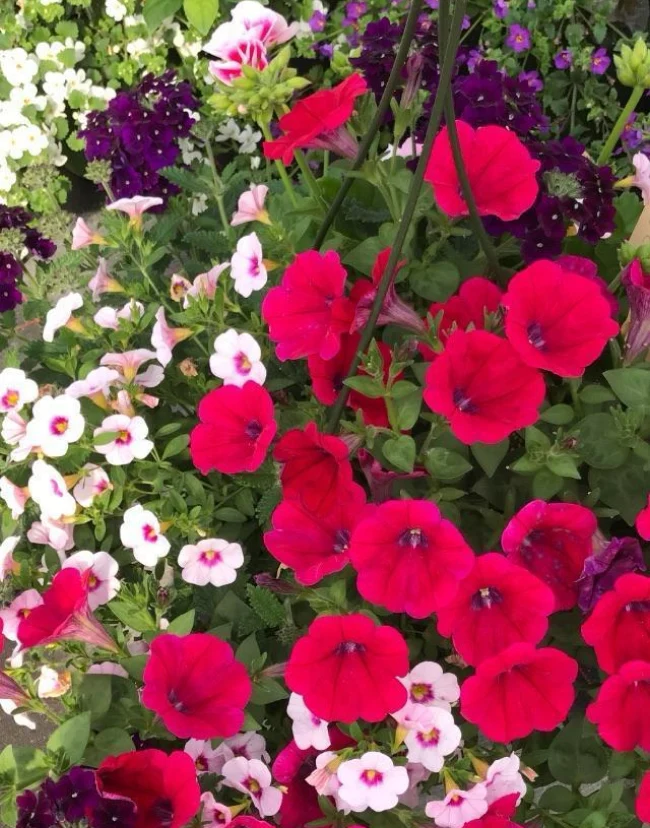 Le Jardin De Vanteaux Horticulteur Limoges Fleurs Img