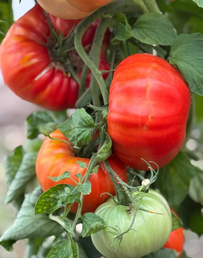 Le Jardin De Vanteaux Horticulteur Limoges Legumes Img